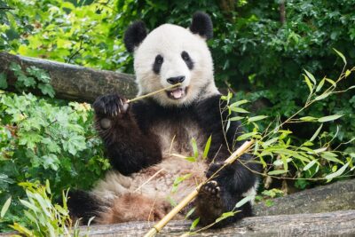 ZOO Vídeň a zámek Schönbrunn